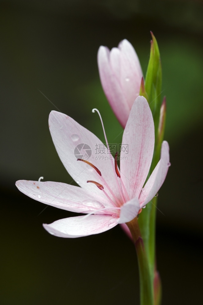 奢华以湿水滴为顶端的花朵布满了潮湿的水滴花健康图片