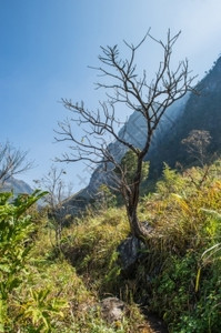 森林景观中的绿树和石块难干燥旅行图片