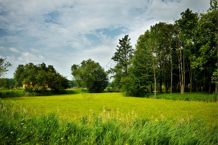 阳光明媚的夏日自然农村景观草场地蓝色的图片