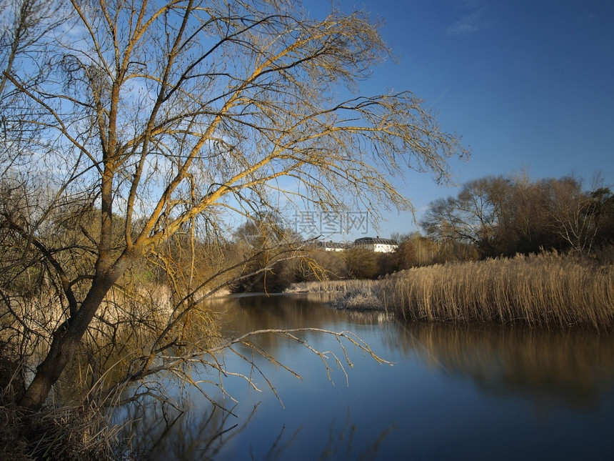 河岸上一棵无叶树木自然安静图片