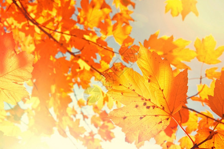 秋天红黄渐变的秋叶图片