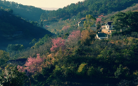 在Dalat乡村的美丽景色中春季旅行在Dalat乡村里房子在樱花松树林清草花在粉红色之中春天在越南农村景观精彩的平静背景图片