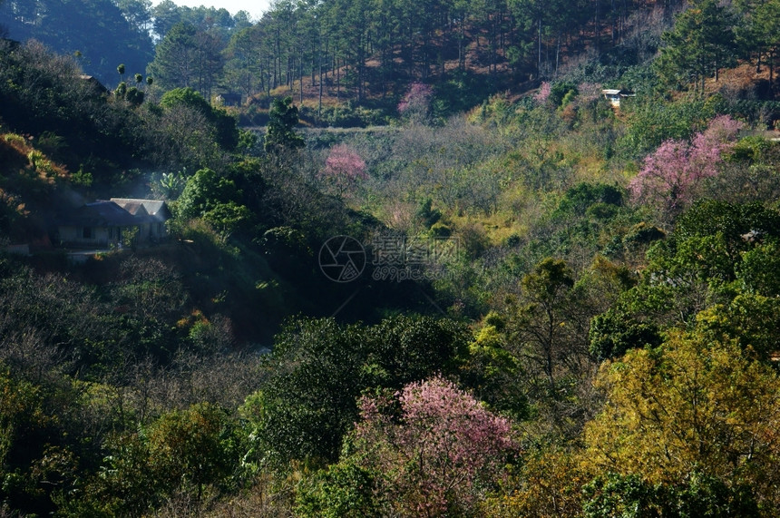 早晨在Dalat乡村的美丽景色中春季旅行在Dalat乡村里房子在樱花松树林清草花在粉红色之中春天在越南农村生态全景图片