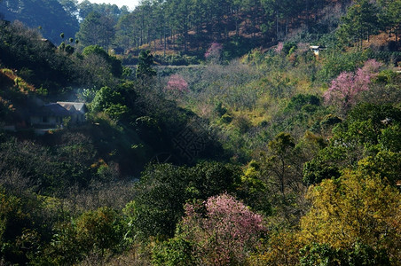 早晨在Dalat乡村的美丽景色中春季旅行在Dalat乡村里房子在樱花松树林清草花在粉红色之中春天在越南农村生态全景背景图片