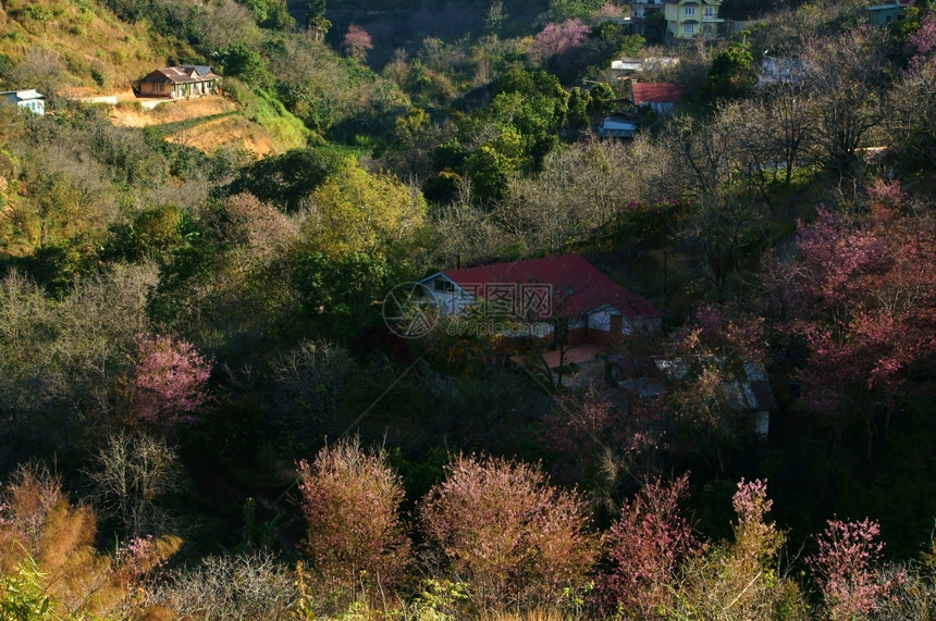 村庄在Dalat乡村的美丽景色中春季旅行在Dalat乡村里房子在樱花松树林清草花在粉红色之中春天在越南农村早晨环境图片
