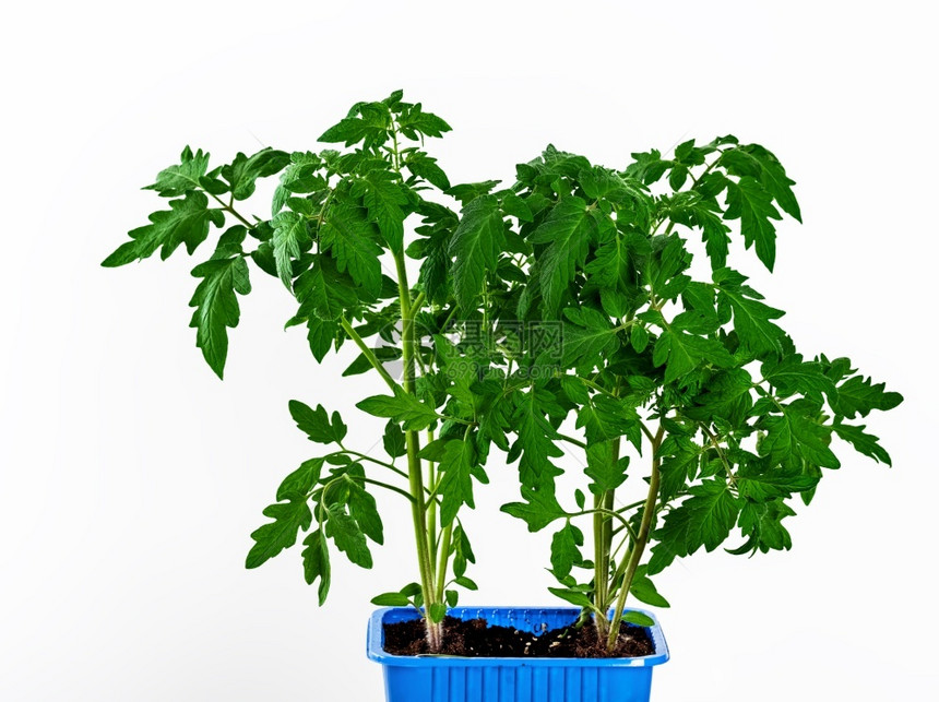 豆芽过程白色的在背景上隔离的塑料容器中种植番茄幼苗准备降落在地面上复制空间特写在白色背景上隔离的塑料容器中种植番茄幼苗图片