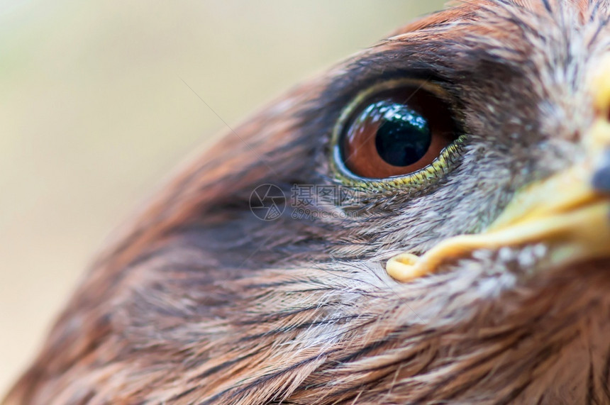 近距离拍摄的白斑蛇鹰脸部棕眼仰望着模糊的自然背景切拉阳光羽毛图片