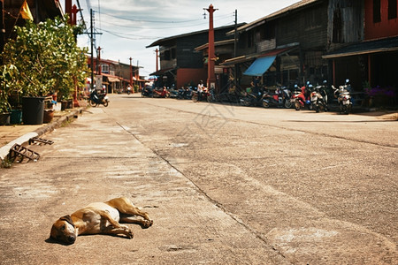 假期天空泰国KoLanta岛街头的狗自然图片