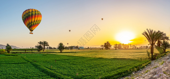 树绿色在Luxor绿地上空的气球日出时在地面上空的气球旅游图片