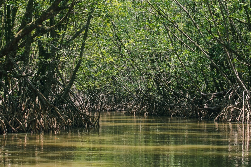 热带加勒比海天然的红树林有许多可附着的根户外图片