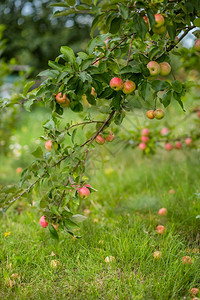 有机苹果挂在园的树枝上有机苹果挂在园的树枝上新鲜有机季节图片