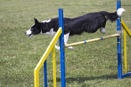 哺乳动物运在快速竞争期间狗的敏捷在障碍上跳过户外图片