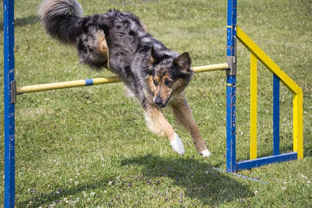 训练在快速竞争期间狗的敏捷在障碍上跳过户外运动图片