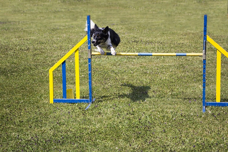 在快速竞争期间狗的敏捷在障碍上跳过外部喜悦跑步图片