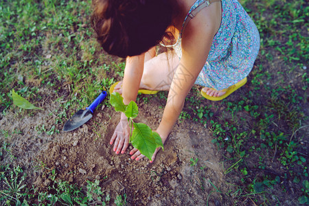 场地手或者在花园后院自然田里种植树的夏服女青年高角度视野的外观图片