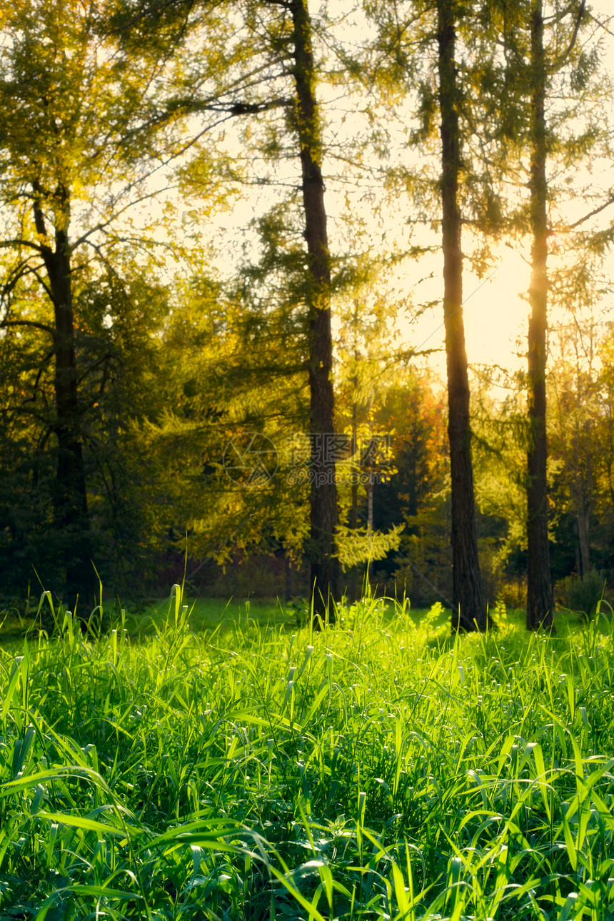 荒野阳光明媚的夏日清晨美丽松林草本针叶图片