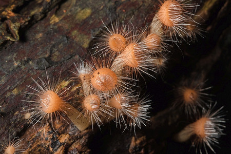 新鲜的菌类蘑菇苍蝇杯是橙色粉红的在地上发现有枯木图片