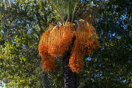 水果土耳其棕榈树和草丛的果实收成叶子图片
