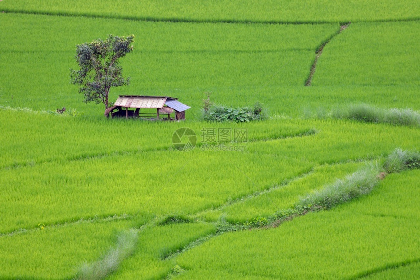 泰国北部清迈的田间大米颜色白饭脚步图片
