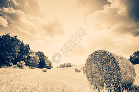 土地在波西米亚中部带草篮的收获田自然粮食图片