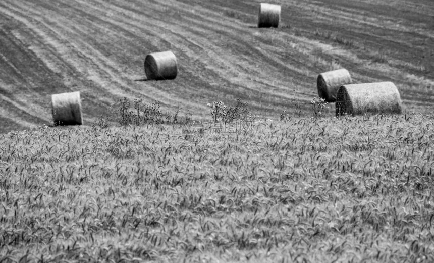 干草太阳在波西米亚中部带草篮的收获田食物图片