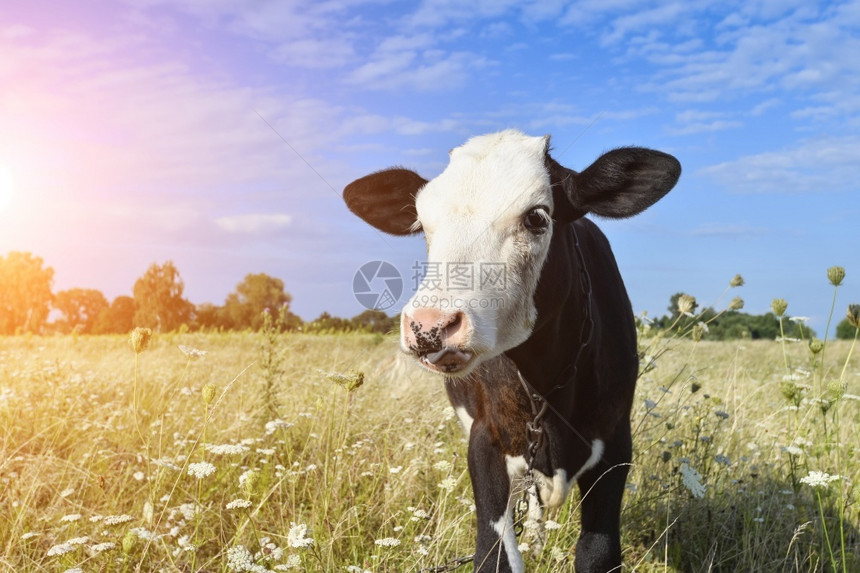 国内的草在绿地和太阳耀斑的背景上滑稽斑牛的肖像绿色田地和太阳耀斑背景上的奇特牛肖像青黑小牛在农场上年轻黑牛盯着摄影机看好奇的笑牛图片