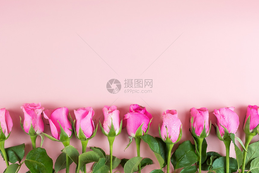排列整齐的粉色玫瑰花图片