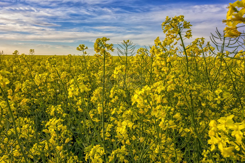 油料明亮的黄色种子田地和春天的美丽空颜色图片