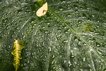 关闭Philodondronmelinonii青铜绿色背景叶上的水滴草地生长梅利诺尼背景