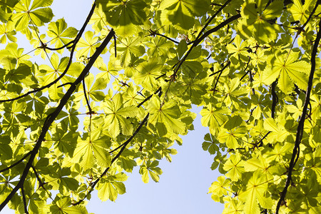春断芽后美丽的栗子绿花叶从青树下闭着眼场景高的环境图片