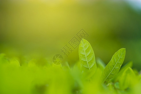 水新鲜天然绿色植物景观作为背或壁纸自然绿色植物景观用作背或壁纸生长图片