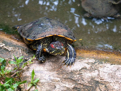 潜行中海龟在公共花园的小池塘中海龟在岩石上行走乌龟泰国水背景