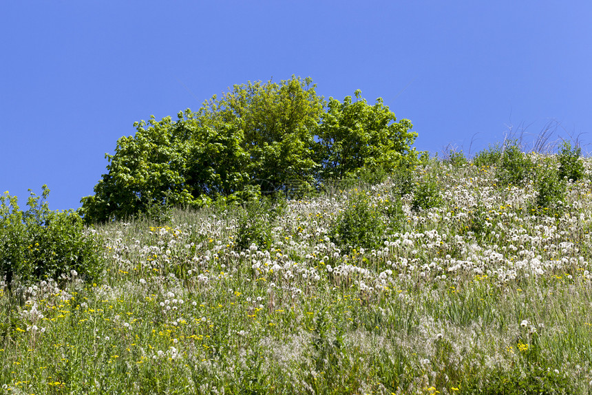美丽的蓝天空是一棵树的春地貌白花朵球是温暖的天气景色春风阴影场地图片