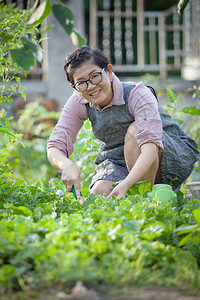 在家庭花园里种植有机蔬菜的锡安妇女收获露齿的植物图片