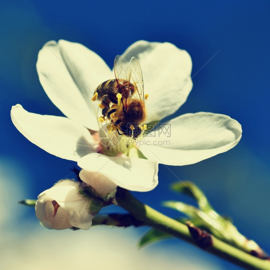 花粉春天背景美丽的盛开树与自然中蜜蜂花分支绿色图片