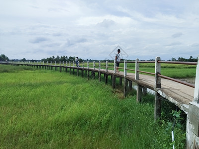 公园户外大米田的混凝土桥绿色图片