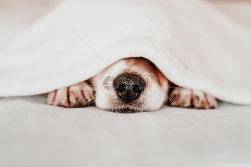 可爱的小杰克罗瑟尔狗在阳光明媚的一天躺在床上被毯子覆盖着说谎罗素困图片