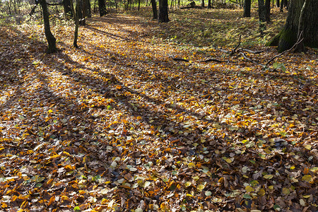 干燥早晨秋中在一个公园的秋春中树枯叶落下新鲜空气清踪迹图片