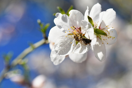 分支春天背景美丽的盛开树与自然中蜜蜂花糖夏天图片