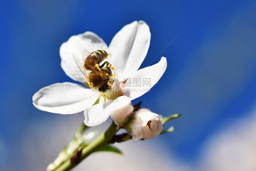 春天背景美丽的盛开树与自然中蜜蜂花植物学绽放户外图片