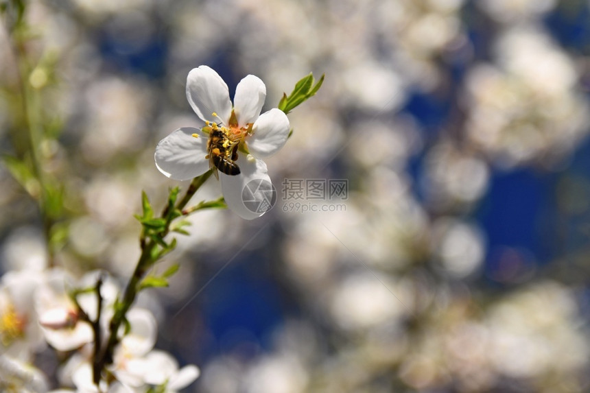 麦卢卡蜜糖晴天春背景美丽的盛开树与自然中蜜蜂花图片