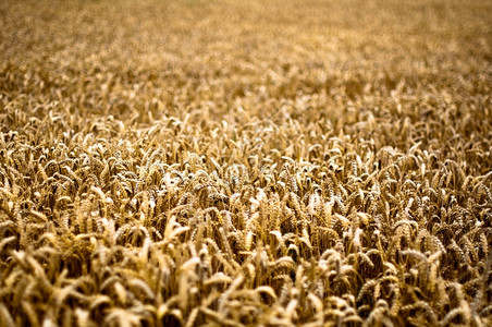 黄色的农田明日亮金色玉米田粮食背景图片