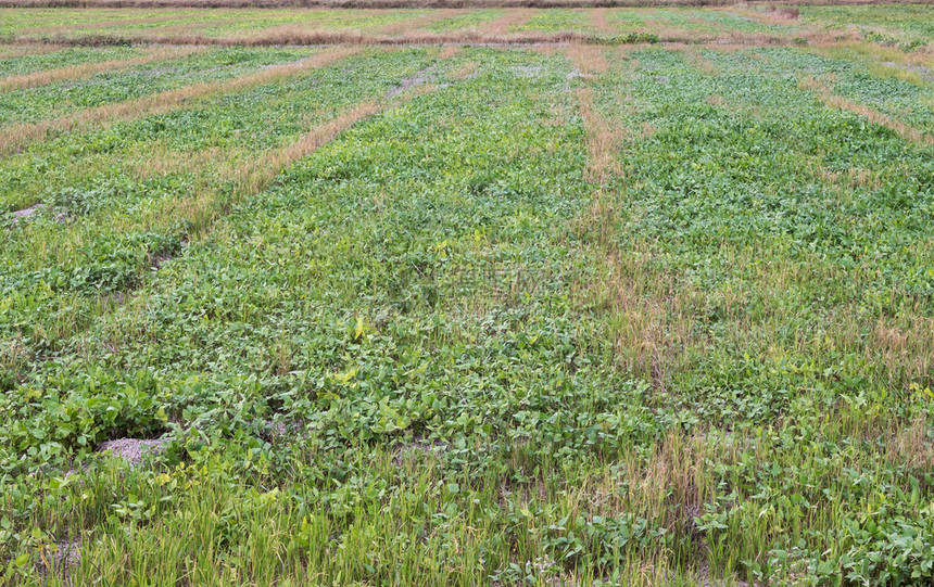 泰国农村当地民的有机花生养殖场农户的有机花生场食物排业图片