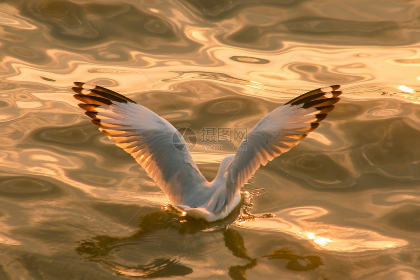 尾巴泰国天空海鸥在水中图片