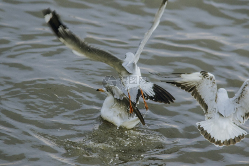 行动海鸥在水中翅膀天空图片
