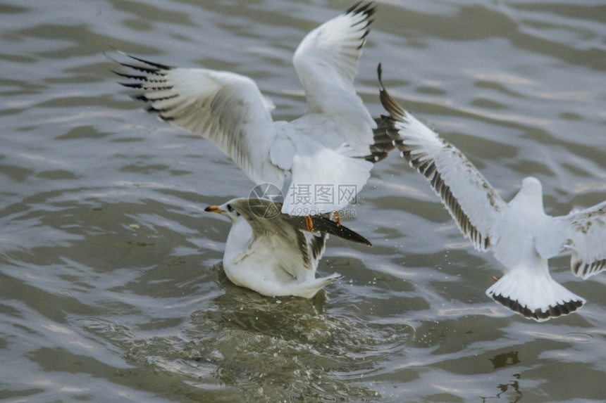 荒野海鸥在水中翅膀热带图片