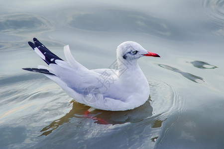 航行海鸥在水中鸟类学移动图片