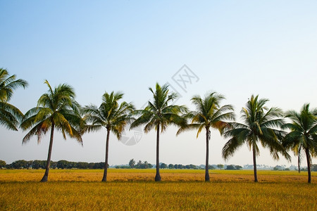 农场热带在稻田的椰子树上米在天空后面排成一农村图片