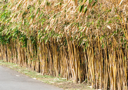 花园城市公小路附近的竹布围栏树丛林图片