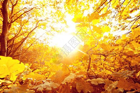 阳光洒在秋叶上图片